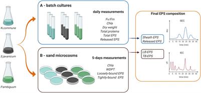 Exopolysaccharide Features Influence Growth Success in Biocrust-forming Cyanobacteria, Moving From Liquid Culture to Sand Microcosms